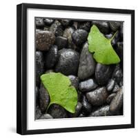 Black Stones And Ginko Leaves Square-Steve Gadomski-Framed Photographic Print