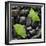 Black Stones And Ginko Leaves Square-Steve Gadomski-Framed Photographic Print