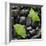 Black Stones And Ginko Leaves Square-Steve Gadomski-Framed Photographic Print