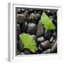 Black Stones And Ginko Leaves Square-Steve Gadomski-Framed Photographic Print