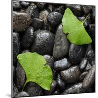 Black Stones And Ginko Leaves Square-Steve Gadomski-Mounted Photographic Print