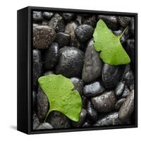 Black Stones And Ginko Leaves Square-Steve Gadomski-Framed Stretched Canvas