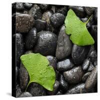 Black Stones And Ginko Leaves Square-Steve Gadomski-Stretched Canvas