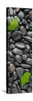 Black Stones And Ginko Leaves Vertical Panorama-Steve Gadomski-Stretched Canvas