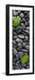 Black Stones And Ginko Leaves Vertical Panorama-Steve Gadomski-Framed Photographic Print