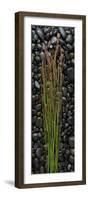 Black Stones And Grasses-Steve Gadomski-Framed Photographic Print