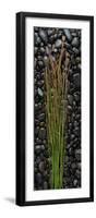 Black Stones And Grasses-Steve Gadomski-Framed Photographic Print