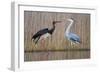 Black Stork and Grey Heron - Dance-Staffan Widstrand-Framed Giclee Print