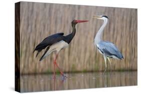 Black Stork and Grey Heron - Dance-Staffan Widstrand-Stretched Canvas