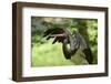 Black stork, Ciconia nigra, close-up, the Bavarian Forest-David & Micha Sheldon-Framed Photographic Print