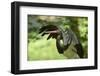 Black stork, Ciconia nigra, close-up, the Bavarian Forest-David & Micha Sheldon-Framed Photographic Print