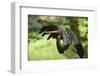 Black stork, Ciconia nigra, close-up, the Bavarian Forest-David & Micha Sheldon-Framed Photographic Print