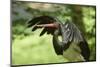 Black stork, Ciconia nigra, close-up, the Bavarian Forest-David & Micha Sheldon-Mounted Photographic Print