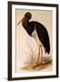 Black Stork, Ciconia Nigra-Edward Lear-Framed Giclee Print