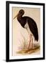 Black Stork, Ciconia Nigra-Edward Lear-Framed Giclee Print