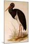 Black Stork, Ciconia Nigra-Edward Lear-Mounted Giclee Print