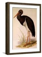 Black Stork, Ciconia Nigra-Edward Lear-Framed Giclee Print
