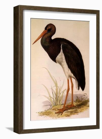 Black Stork, Ciconia Nigra-Edward Lear-Framed Giclee Print