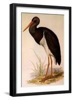 Black Stork, Ciconia Nigra-Edward Lear-Framed Giclee Print