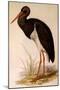 Black Stork, Ciconia Nigra-Edward Lear-Mounted Giclee Print