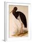 Black Stork, Ciconia Nigra-Edward Lear-Framed Giclee Print