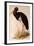 Black Stork, Ciconia Nigra-Edward Lear-Framed Giclee Print