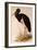 Black Stork, Ciconia Nigra-Edward Lear-Framed Premium Giclee Print