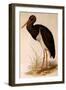 Black Stork, Ciconia Nigra-Edward Lear-Framed Premium Giclee Print