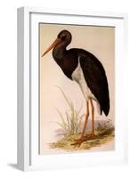 Black Stork, Ciconia Nigra-Edward Lear-Framed Premium Giclee Print