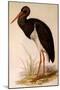Black Stork, Ciconia Nigra-Edward Lear-Mounted Premium Giclee Print