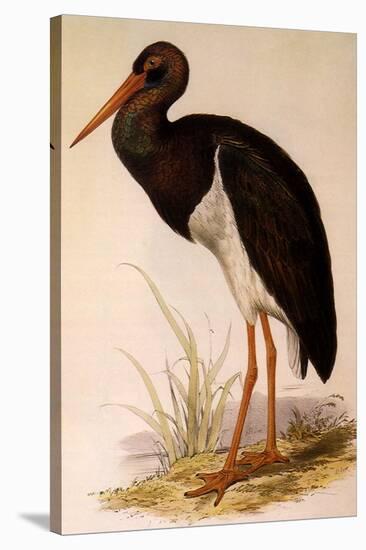 Black Stork, Ciconia Nigra-Edward Lear-Stretched Canvas