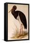 Black Stork, Ciconia Nigra-Edward Lear-Framed Stretched Canvas