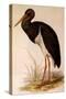 Black Stork, Ciconia Nigra-Edward Lear-Stretched Canvas