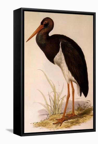 Black Stork, Ciconia Nigra-Edward Lear-Framed Stretched Canvas