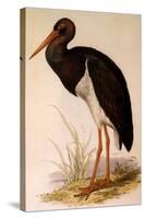 Black Stork, Ciconia Nigra-Edward Lear-Stretched Canvas