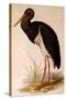 Black Stork, Ciconia Nigra-Edward Lear-Stretched Canvas