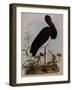 Black Stork, Engraved, from 'Illustrations of British Ornithology' by John Prideaux Selby, 1841-Henry Thomas Alken-Framed Giclee Print