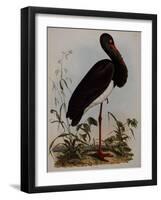 Black Stork, Engraved, from 'Illustrations of British Ornithology' by John Prideaux Selby, 1841-Henry Thomas Alken-Framed Giclee Print