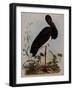 Black Stork, Engraved, from 'Illustrations of British Ornithology' by John Prideaux Selby, 1841-Henry Thomas Alken-Framed Giclee Print