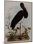 Black Stork, Engraved, from 'Illustrations of British Ornithology' by John Prideaux Selby, 1841-Henry Thomas Alken-Mounted Giclee Print