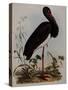 Black Stork, Engraved, from 'Illustrations of British Ornithology' by John Prideaux Selby, 1841-Henry Thomas Alken-Stretched Canvas