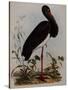 Black Stork, Engraved, from 'Illustrations of British Ornithology' by John Prideaux Selby, 1841-Henry Thomas Alken-Stretched Canvas