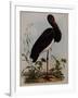 Black Stork, Engraved, from 'Illustrations of British Ornithology' by John Prideaux Selby, 1841-Henry Thomas Alken-Framed Giclee Print