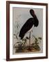 Black Stork, Engraved, from 'Illustrations of British Ornithology' by John Prideaux Selby, 1841-Henry Thomas Alken-Framed Giclee Print