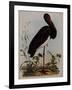 Black Stork, Engraved, from 'Illustrations of British Ornithology' by John Prideaux Selby, 1841-Henry Thomas Alken-Framed Giclee Print