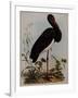 Black Stork, Engraved, from 'Illustrations of British Ornithology' by John Prideaux Selby, 1841-Henry Thomas Alken-Framed Giclee Print