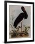 Black Stork, Engraved, from 'Illustrations of British Ornithology' by John Prideaux Selby, 1841-Henry Thomas Alken-Framed Giclee Print