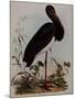 Black Stork, Engraved, from 'Illustrations of British Ornithology' by John Prideaux Selby, 1841-Henry Thomas Alken-Mounted Giclee Print
