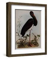 Black Stork, Engraved, from 'Illustrations of British Ornithology' by John Prideaux Selby, 1841-Henry Thomas Alken-Framed Giclee Print