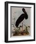 Black Stork, Engraved, from 'Illustrations of British Ornithology' by John Prideaux Selby, 1841-Henry Thomas Alken-Framed Giclee Print